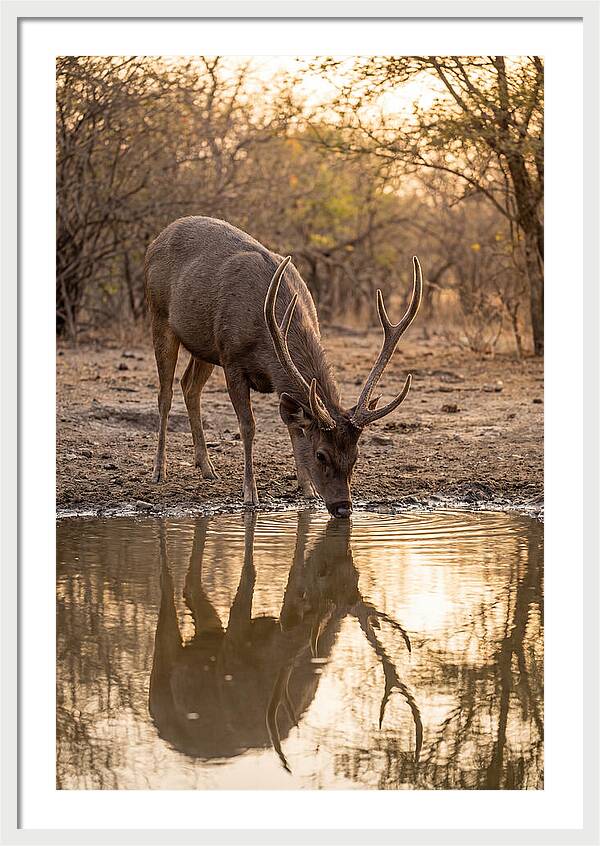 Asian Sambar Deer At Waterhole