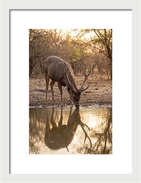 Asian Sambar Deer At Waterhole