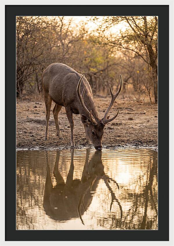 Asian Sambar Deer At Waterhole