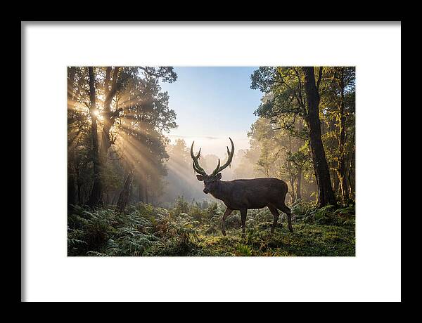 Asian Sambar Deer In Misty Forest