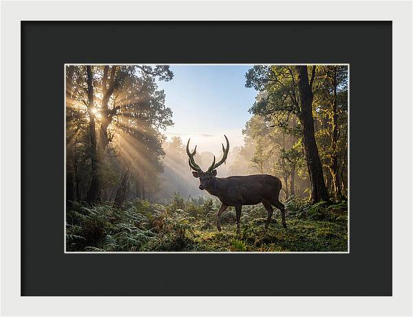 Asian Sambar Deer In Misty Forest