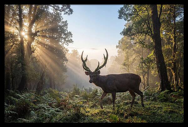 Asian Sambar Deer In Misty Forest