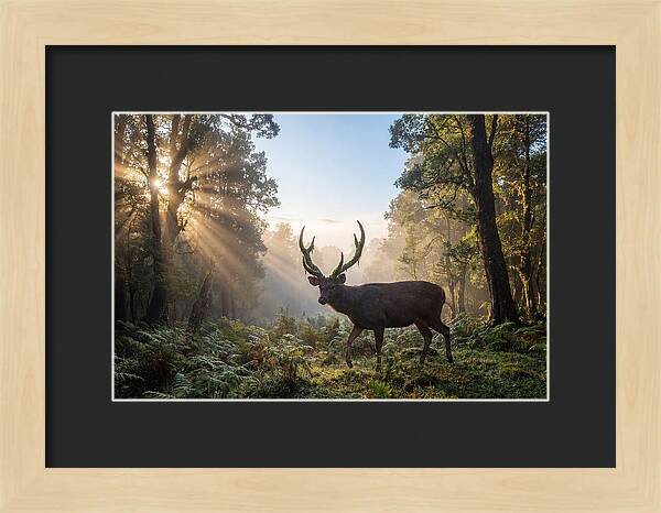 Asian Sambar Deer In Misty Forest