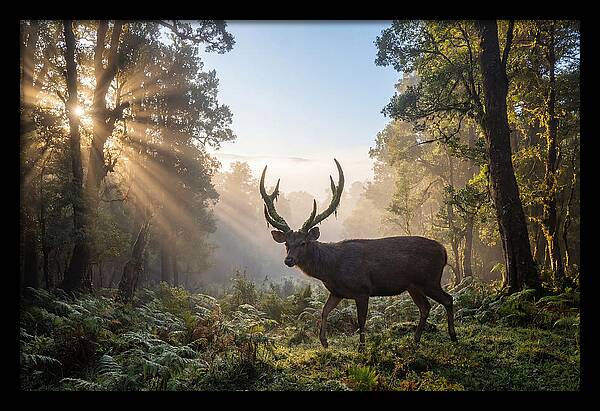 Asian Sambar Deer In Misty Forest