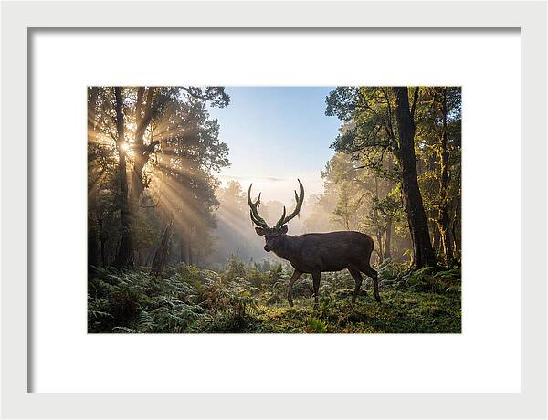 Asian Sambar Deer In Misty Forest