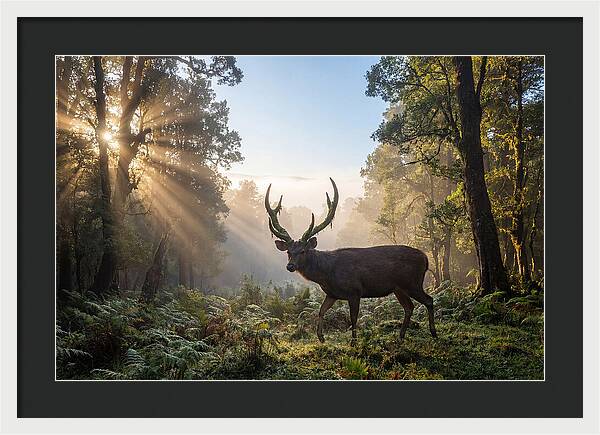 Asian Sambar Deer In Misty Forest