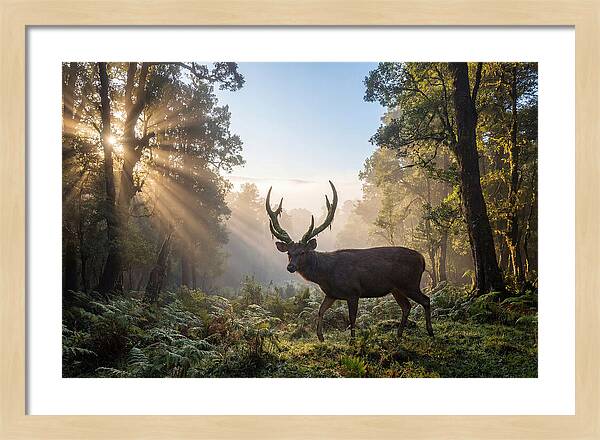 Asian Sambar Deer In Misty Forest