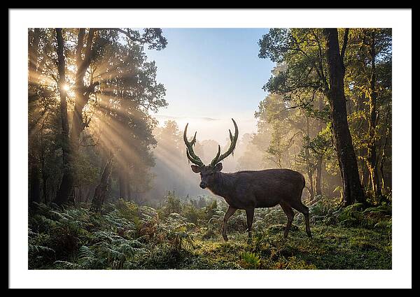 Asian Sambar Deer In Misty Forest