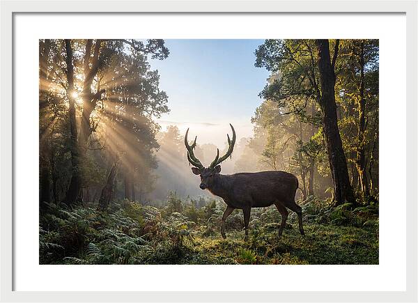 Asian Sambar Deer In Misty Forest