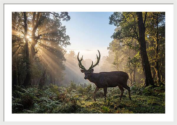 Asian Sambar Deer In Misty Forest