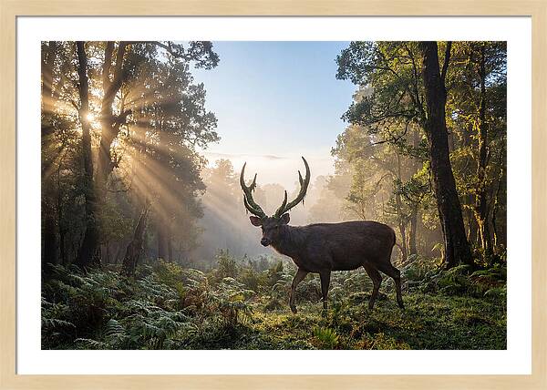 Asian Sambar Deer In Misty Forest