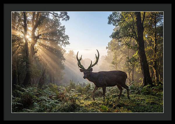 Asian Sambar Deer In Misty Forest