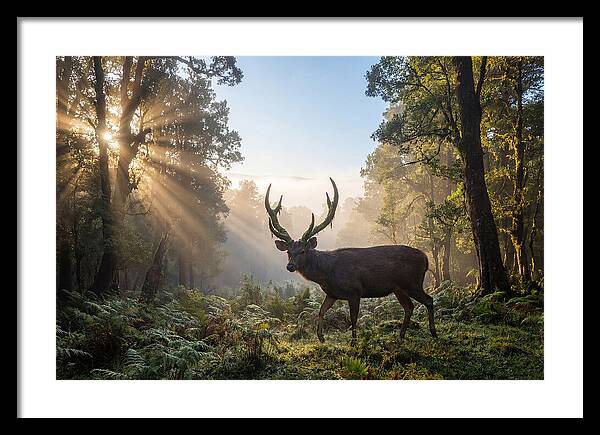 Asian Sambar Deer In Misty Forest
