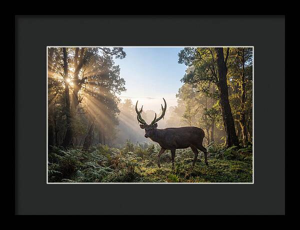 Asian Sambar Deer In Misty Forest