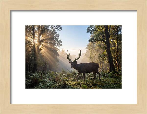 Asian Sambar Deer In Misty Forest