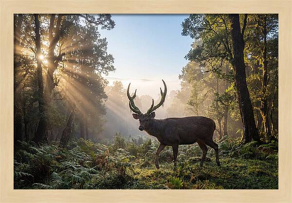 Asian Sambar Deer In Misty Forest