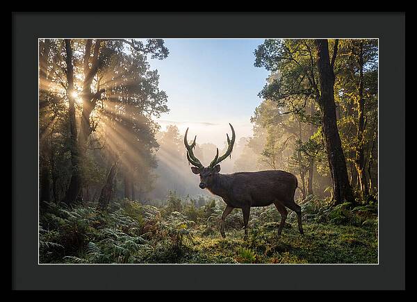 Asian Sambar Deer In Misty Forest