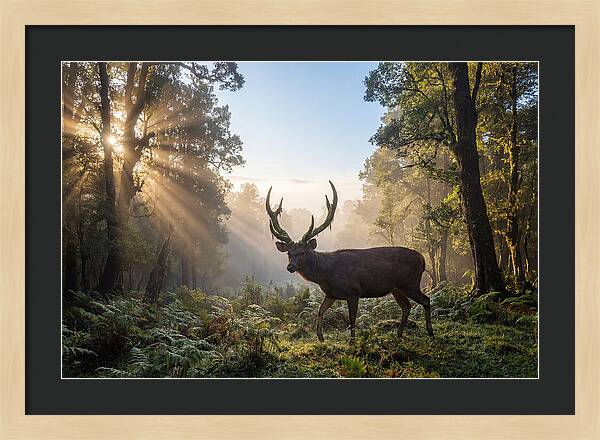 Asian Sambar Deer In Misty Forest