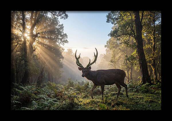 Asian Sambar Deer In Misty Forest