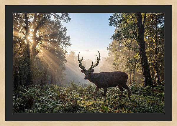 Asian Sambar Deer In Misty Forest