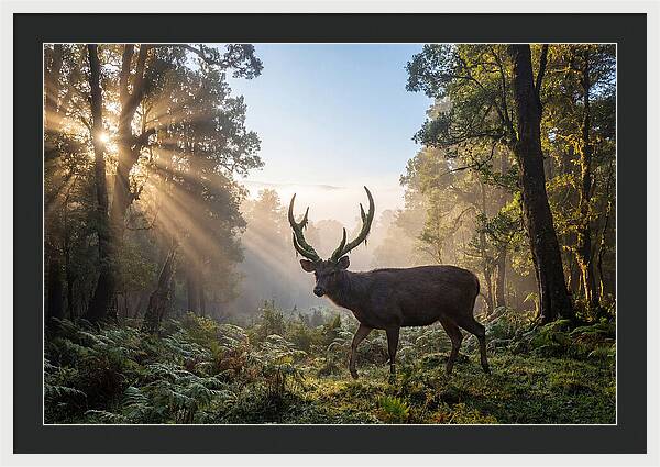 Asian Sambar Deer In Misty Forest