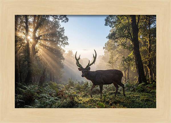 Asian Sambar Deer In Misty Forest