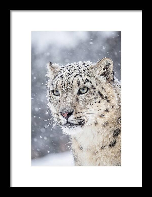 Asian Snow Leopard In Snowfall