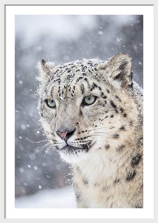 Asian Snow Leopard In Snowfall