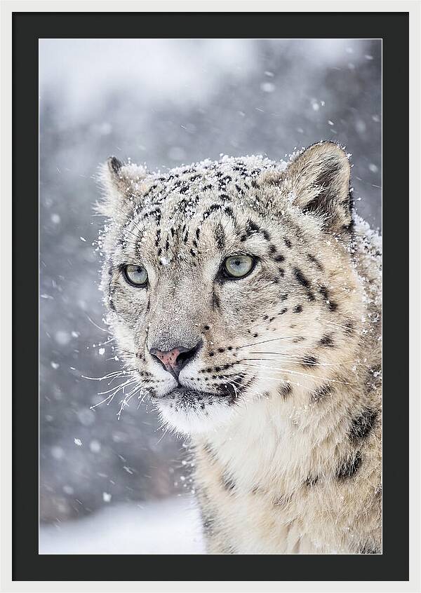 Asian Snow Leopard In Snowfall