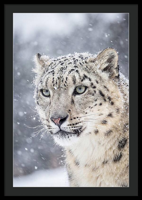 Asian Snow Leopard In Snowfall