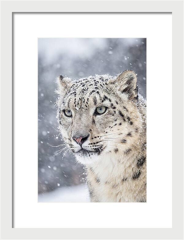 Asian Snow Leopard In Snowfall