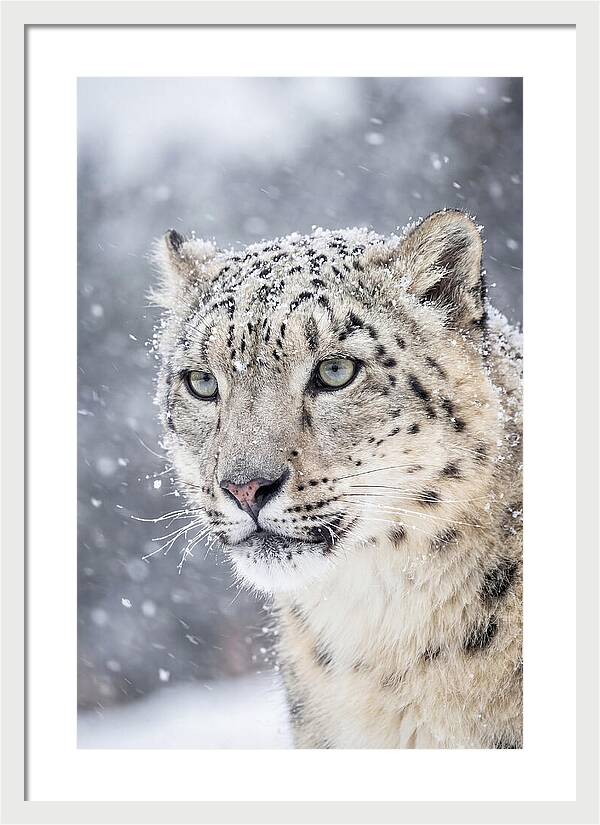 Asian Snow Leopard In Snowfall