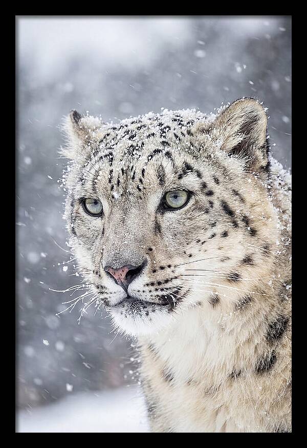 Asian Snow Leopard In Snowfall