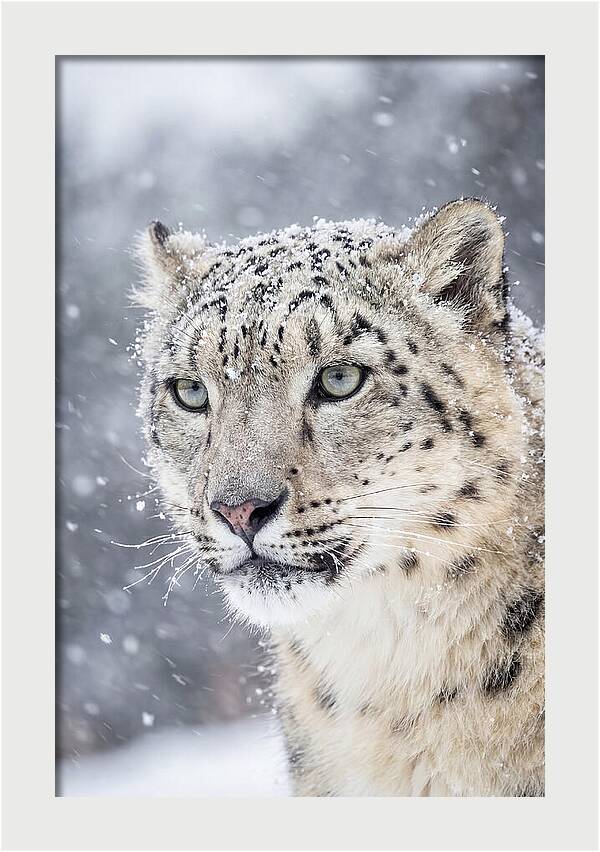 Asian Snow Leopard In Snowfall