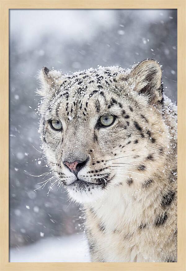 Asian Snow Leopard In Snowfall