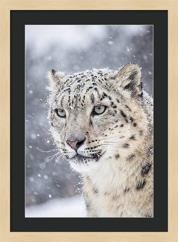 Asian Snow Leopard In Snowfall