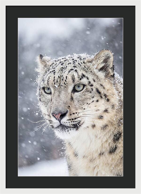 Asian Snow Leopard In Snowfall