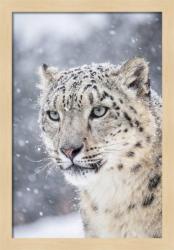 Asian Snow Leopard In Snowfall
