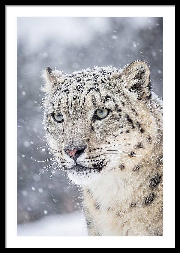 Asian Snow Leopard In Snowfall