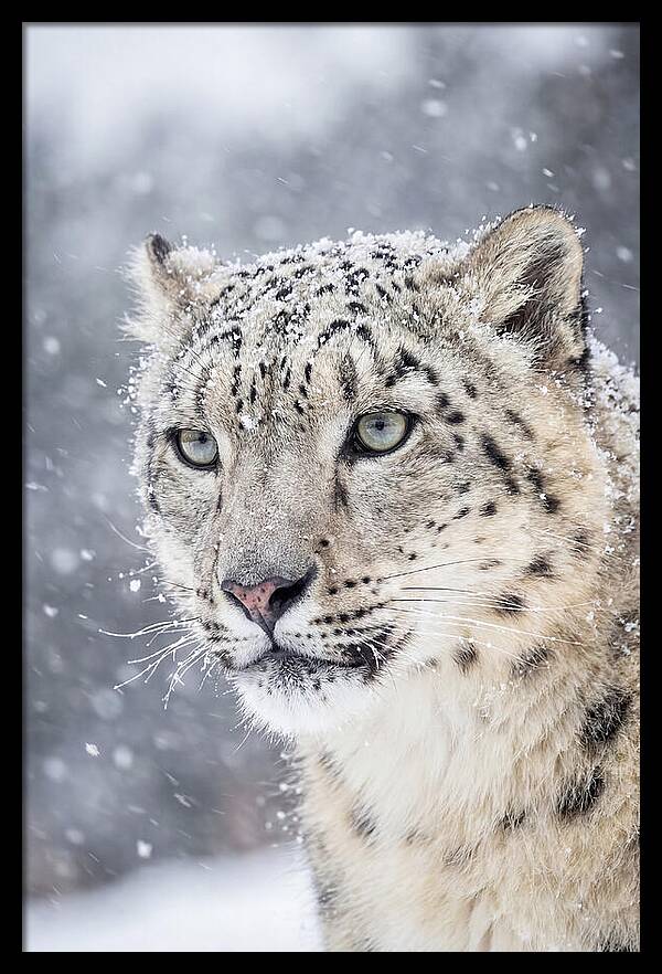 Asian Snow Leopard In Snowfall