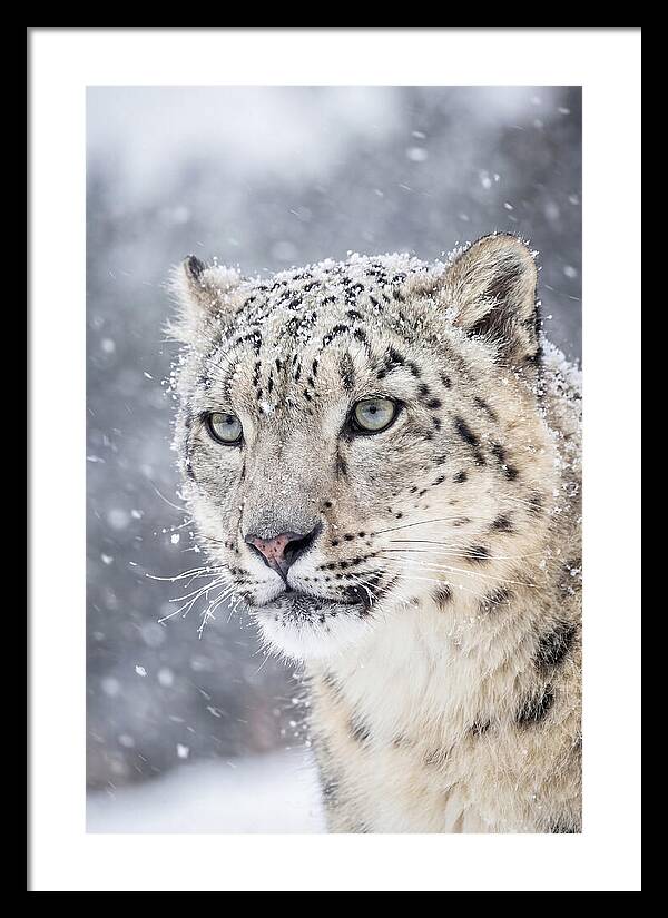 Asian Snow Leopard In Snowfall