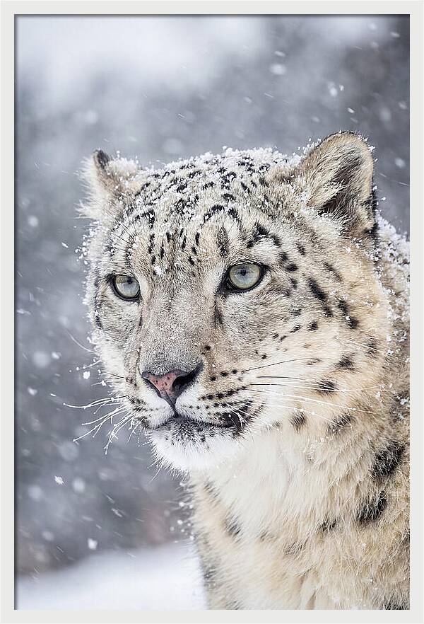 Asian Snow Leopard In Snowfall
