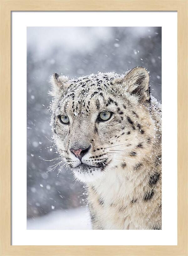 Asian Snow Leopard In Snowfall