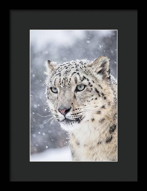 Asian Snow Leopard In Snowfall