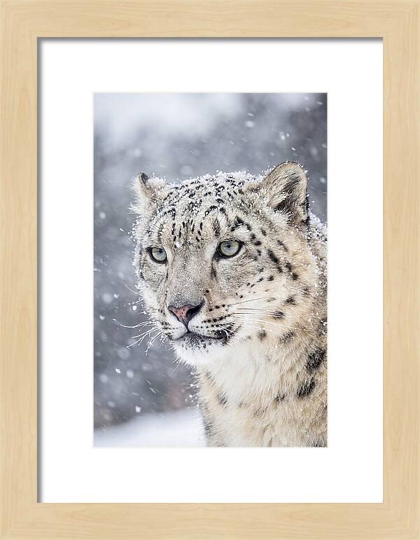 Asian Snow Leopard In Snowfall