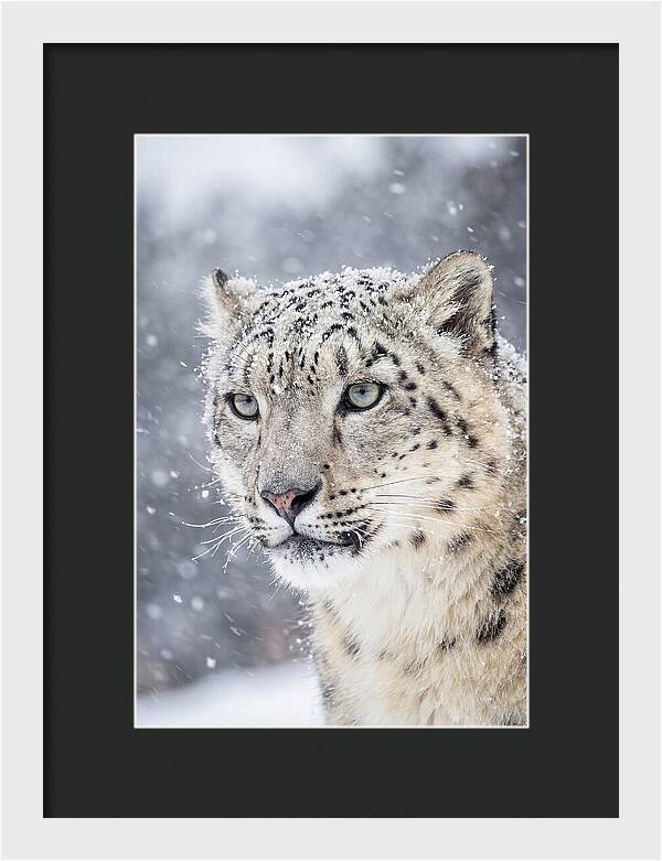 Asian Snow Leopard In Snowfall