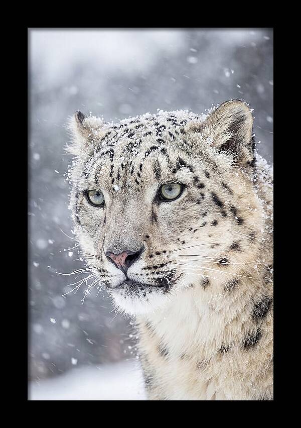 Asian Snow Leopard In Snowfall