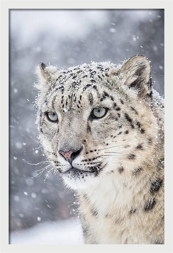 Asian Snow Leopard In Snowfall
