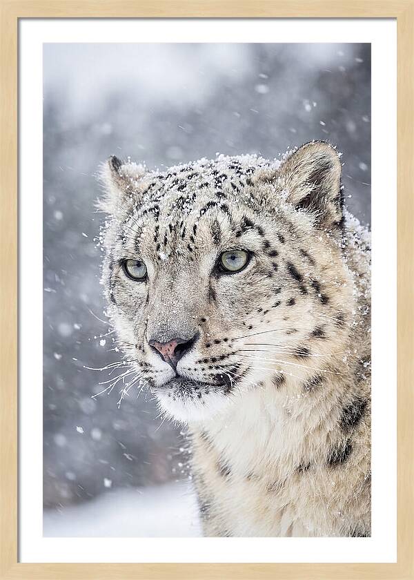 Asian Snow Leopard In Snowfall