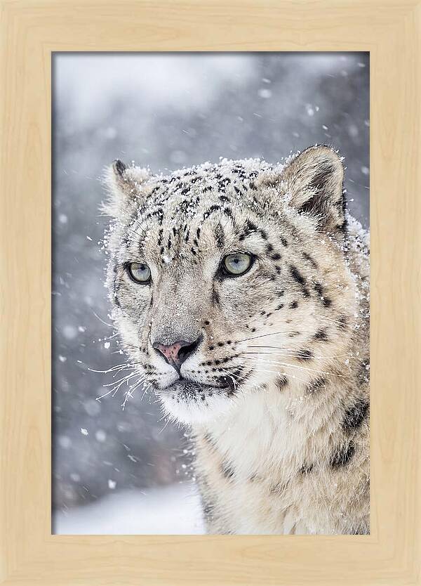 Asian Snow Leopard In Snowfall